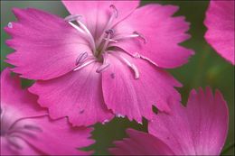 Image of woodland pink