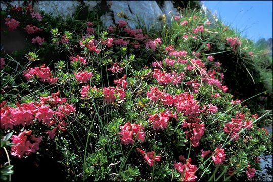 Imagem de Rhododendron hirsutum L.