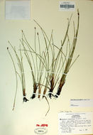 Imagem de Eleocharis quinqueflora (Hartmann) O. Schwarz