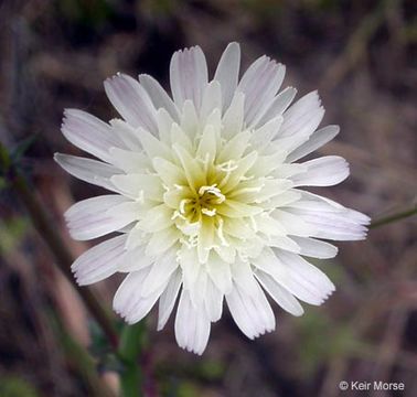 Image of California plumeseed