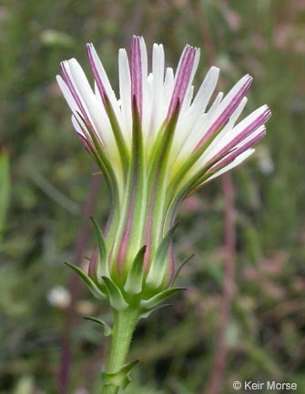 Image of California plumeseed