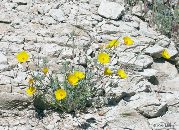 Image of San Benito poppy