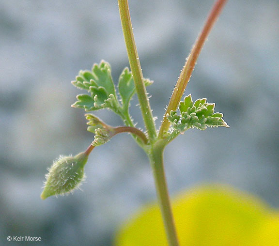 Image of San Benito poppy