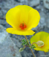 Image of San Benito poppy