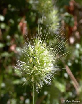 Image of Bristly dogstail grass