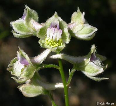 Image of California larkspur