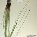 Imagem de Eleocharis rostellata (Torr.) Torr.