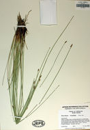 Plancia ëd Eleocharis rostellata (Torr.) Torr.