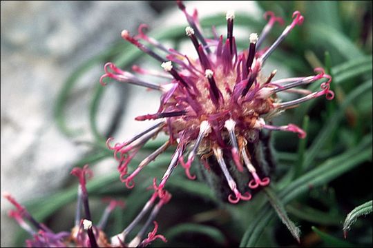 Image de Saussurea pygmaea (Jacq.) Spreng.