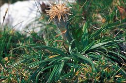 Saussurea pygmaea (Jacq.) Spreng.的圖片