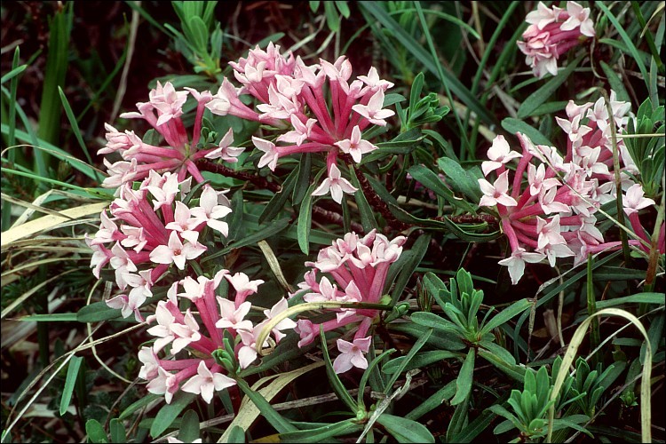 Image of striated daphne