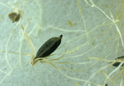 Image of <i>Eriophorum crinigerum</i>