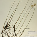 Image of slender cottongrass