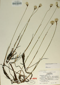 Image of slender cottongrass