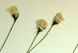 Eriophorum gracile W. D. J. Koch resmi