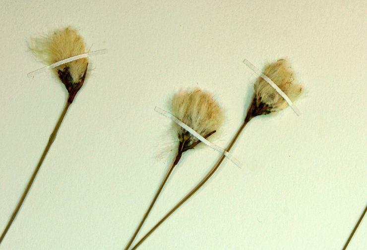 Eriophorum gracile W. D. J. Koch resmi