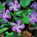 Plancia ëd Vinca minor L.