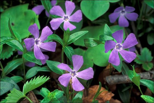 Image of Common Periwinkle