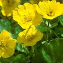 صورة Geum montanum L.