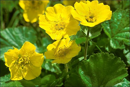 Image of Geum montanum L.