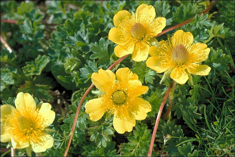 Geum reptans L.的圖片