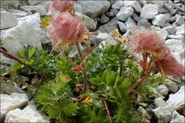 Geum reptans L.的圖片