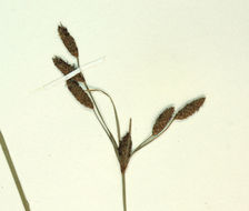 Слика од Fimbristylis thermalis S. Watson