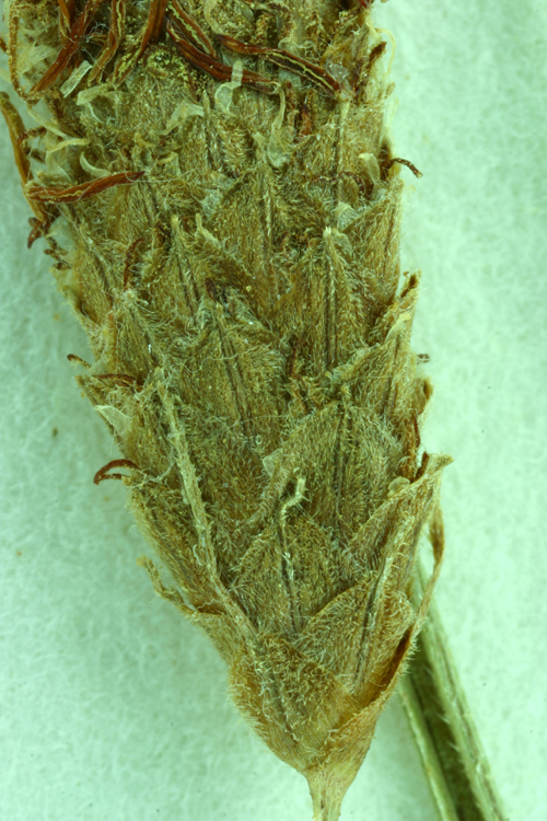 Слика од Fimbristylis thermalis S. Watson