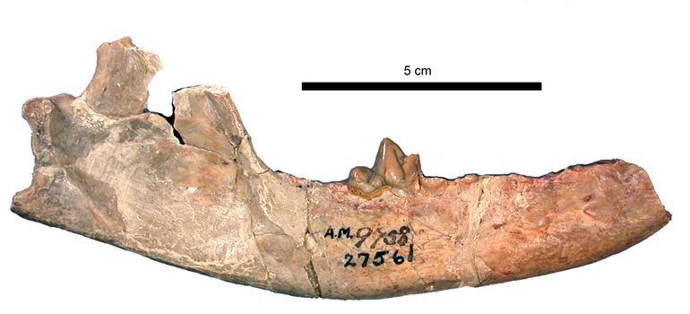 Image de <i>Daphoenus vetus</i>