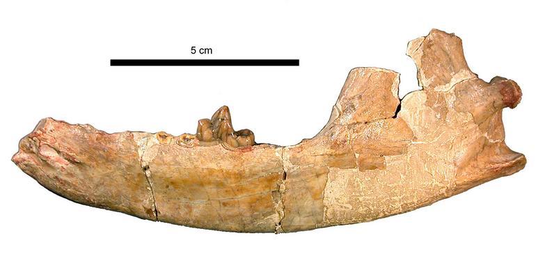 Image de <i>Daphoenus vetus</i>