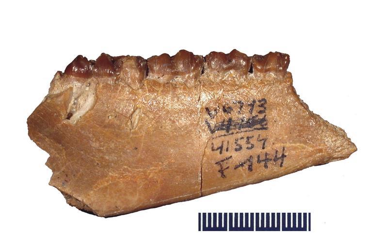 Image of <i>Saghatherium antiquum</i>