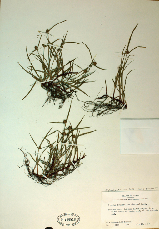 Image of <i>Kyllinga brevifolia</i>