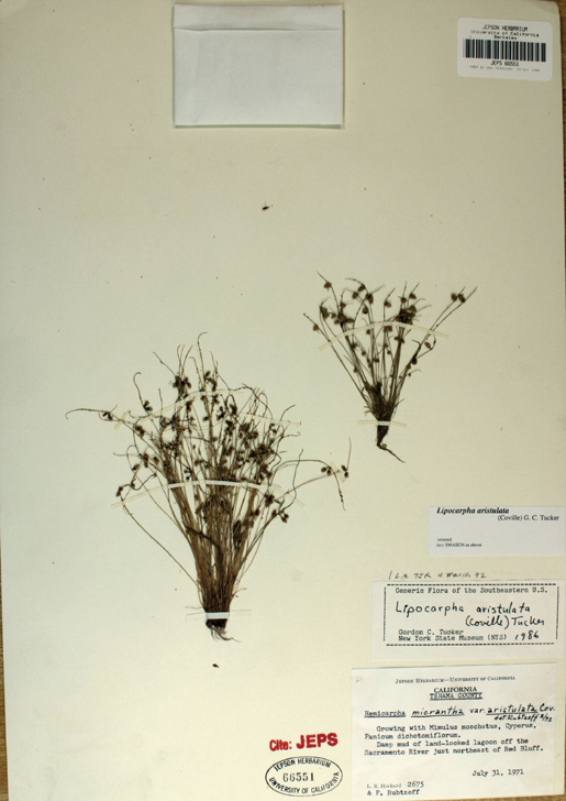 Image of <i>Lipocarpha aristulata</i>