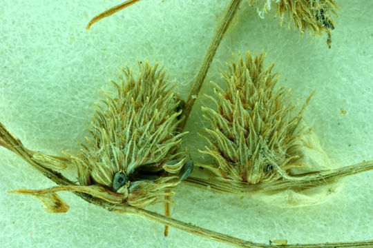 Image of awned halfchaff sedge