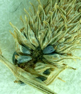 Image of <i>Lipocarpha aristulata</i>