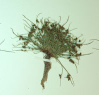 Image of <i>Lipocarpha micrantha</i>