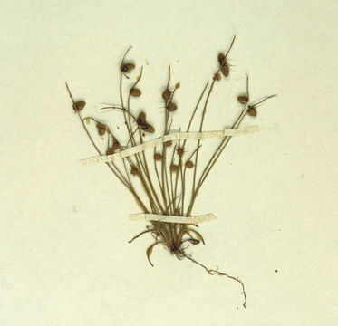 Image of <i>Lipocarpha occidentalis</i> (A. Gray) G. C. Tucker