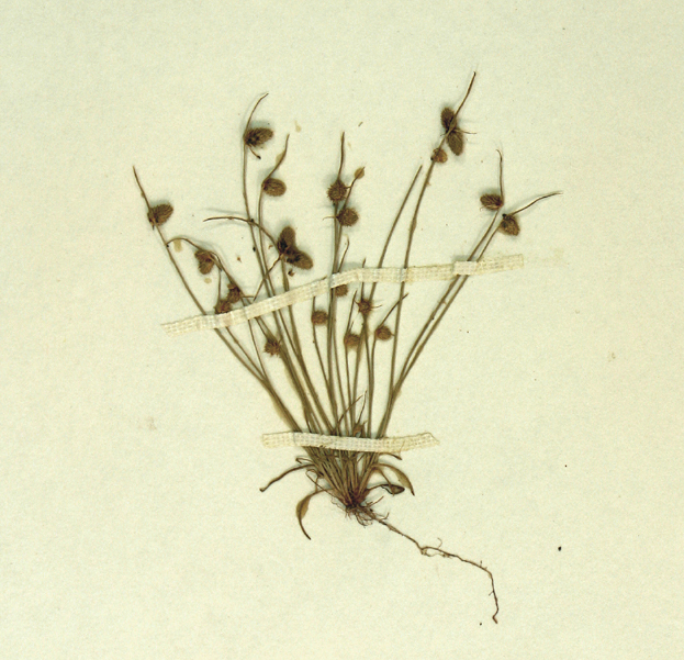 Image of <i>Lipocarpha occidentalis</i>