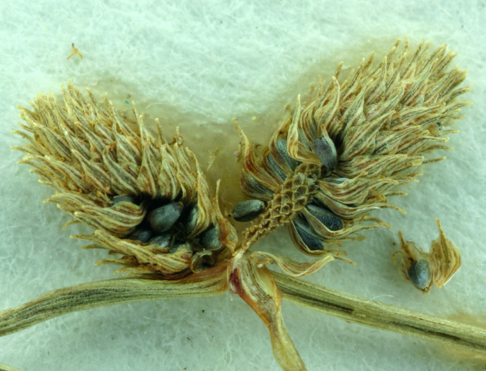 Sivun <i>Lipocarpha occidentalis</i> kuva