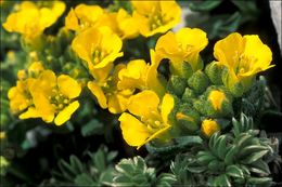 Image of Alyssum ovirense A. Kern.