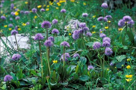 Image de Globularia nudicaulis L.