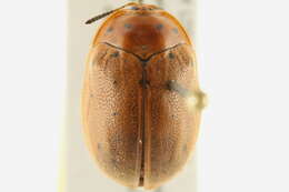 Image of Chelymorpha