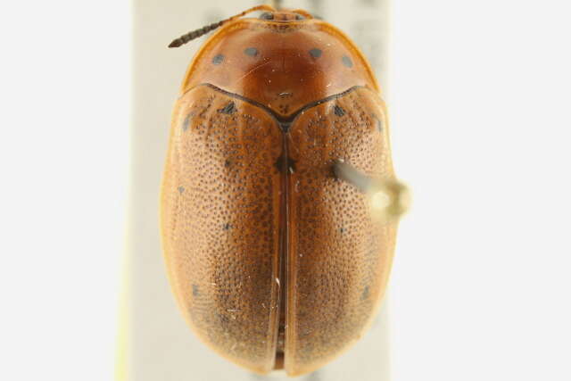 Image of Chelymorpha