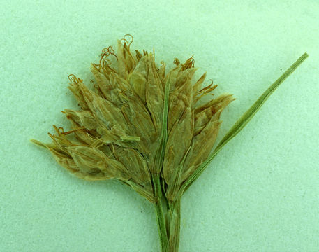 Plancia ëd Rhynchospora alba (L.) Vahl