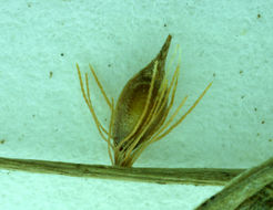 Image of white beak-sedge