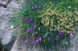 Image of Karnische Glockenblume