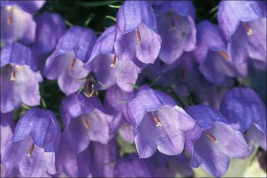 Image of Campanula cochleariifolia Lam.