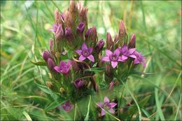 Imagem de Gentianella anisodonta (Borbás) A. & D. Löve