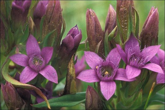 Imagem de Gentianella anisodonta (Borbás) A. & D. Löve