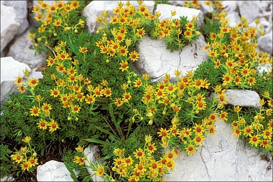 Imagem de Saxifraga aizoides L.